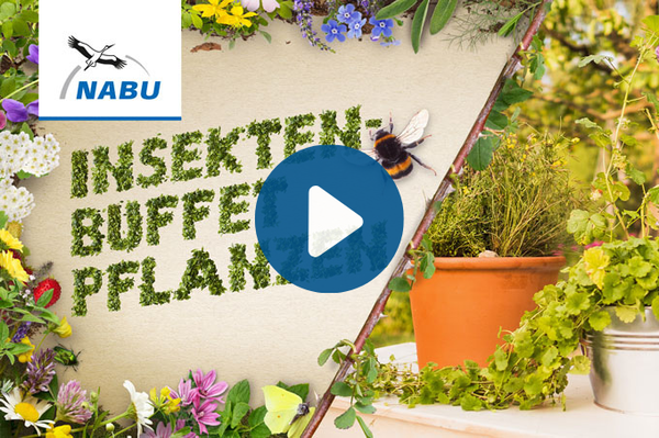 Bunte Leckereien für kleine BrummerNABU-Video: Ein Insektenbuffet anlegen