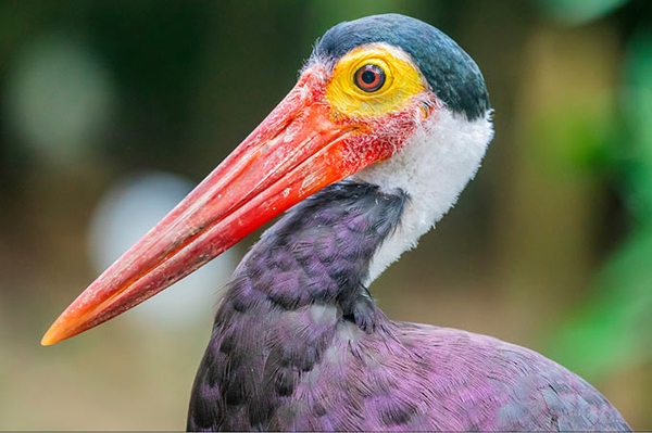Seltenster Storch der Welt brütet in Hutan Harapan Höckerstorch-Nest mit Jungtier: Erste Sichtung seit 1989