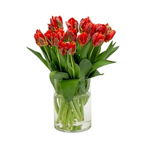 Rococo Tulips