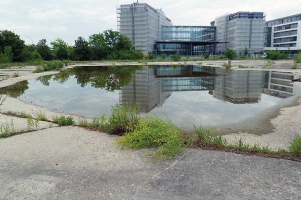 Pankower Tor: Verstoß gegen Naturschutzrecht NABU Berlin klagt gegen Beeinträchtigung der Kreuzkröten
