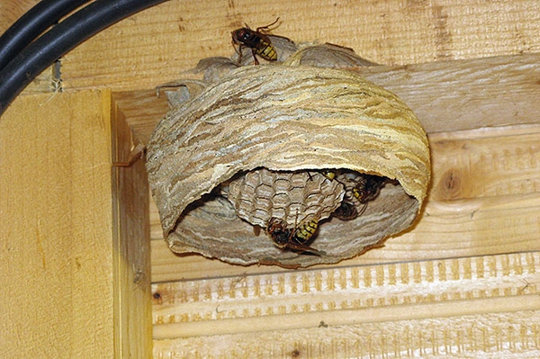 Wespennest am Haus – Was tun? Besonnenheit beim Auftauchen von Wespennestern