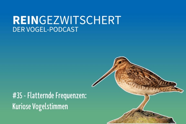 Reingezwitschert – der NABU-Vogelpodcast Tipps, Neuigkeiten und Kurioses für alle Vogelfans