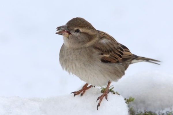 Ergebnisse Stunde der Wintervögel 2023 Haussperling, Kohlmeise und Blaumeise sind die Top 3!