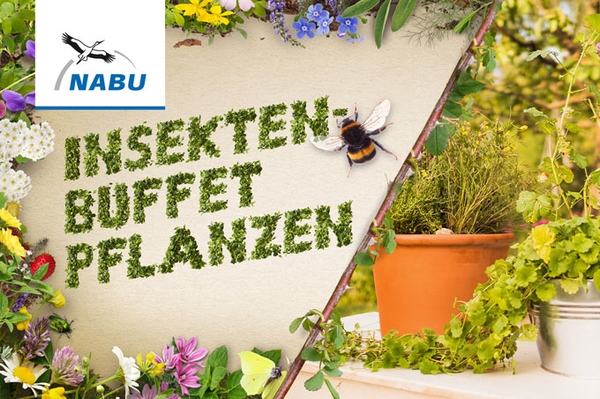 Bunte Leckereien für kleine Brummer NABU-Video: Ein Insektenbuffet anlegen