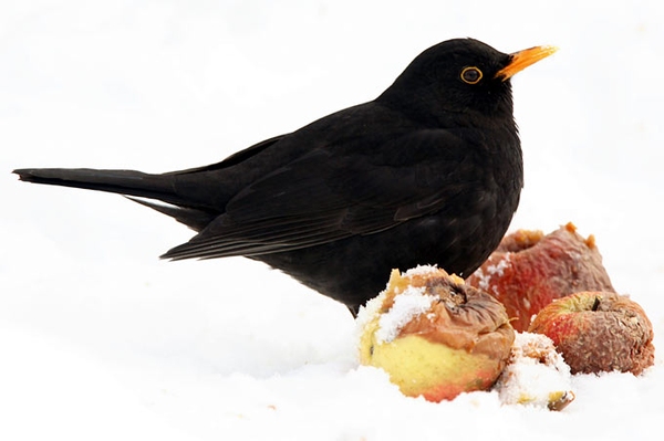 35 Wintervögel-Steckbriefe Von der Amsel bis zum Zaunkönig