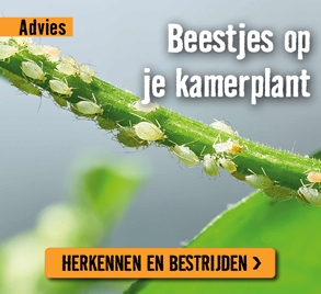 Beestjes op je kamerplant | HORNBACH