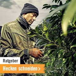 HORNBACH Ratgeber Hecken schneiden