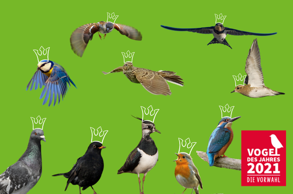 Hauptwahl zum „Vogel des Jahres“ startet Die Top Ten steht zur Wahl