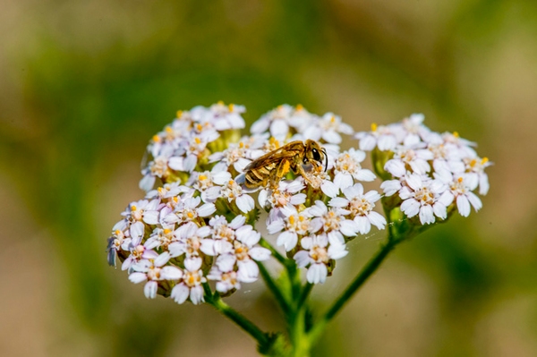 Insektenfreundliche Wildpflanzen Büfett für Schmetterlinge und Wildbienen