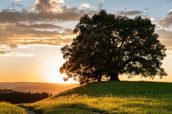 NABU-Bewertung des Koalitionsvertrags Was SPD und CDU/CSU zu Natur, Klima und Umwelt schreiben