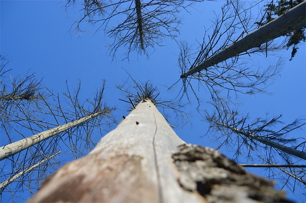 Wiederbewaldung nicht wieder vor den Baum fahren Auf natürliche Wiederbewaldung setzen