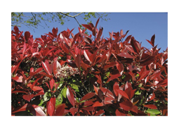 Heckenpflanze FloraSelf Glanzmispel/Photinia 'Red Robin' 40/60 cm 3 L-Topf