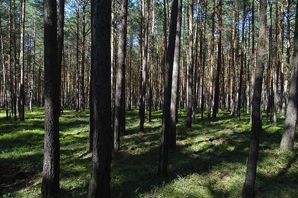 Verbände kritisieren PV-Freiflächenanlage in Schleife Rodung von 28 ha Wald geplant