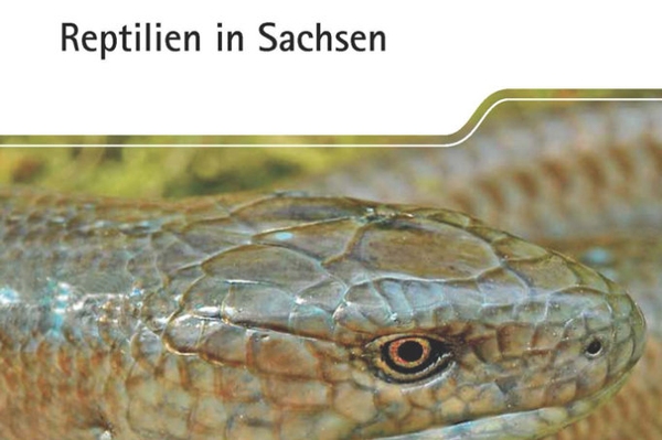 Neuerscheinung: Reptilien in Sachsen Lebensweise, Gefährdung & Schutz autochthoner Reptilienarten