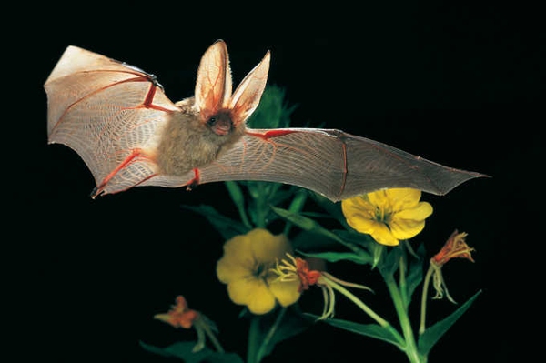 Kleine Nachtschwrmer in Not! Werden Sie Fledermaus-Pate