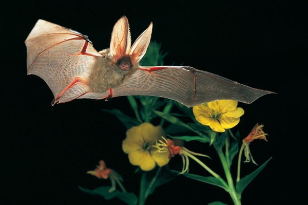 Batnight in NRW Mit dem NABU Fledermäuse entdecken