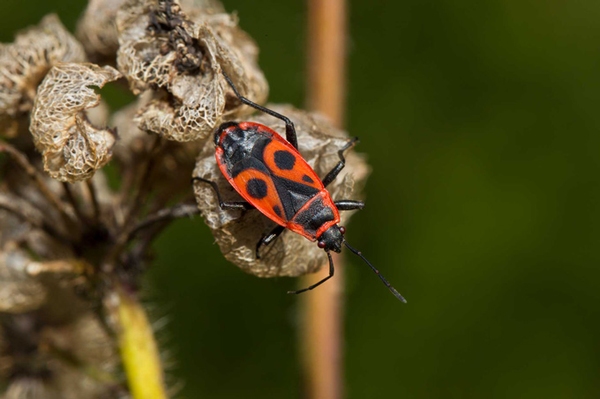 Insektensommer: Gartenparty der Sechsbeiner Die heimischen Gärten als Hotspot für Artenvielfalt