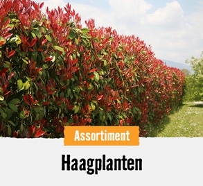 Haagplanten | HORNBACH 