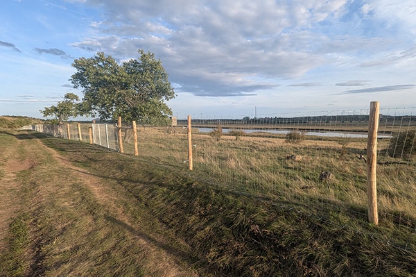 Wasserbüffel und Schutzzaun sollen Vogelparadies helfen
Neues Projekt im Vogelparadies „Salziger See“ gestartet