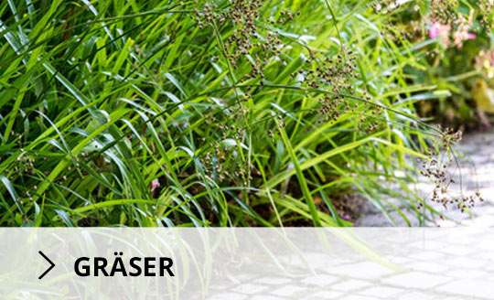 Gräser