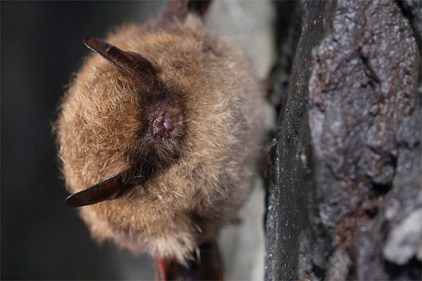 Fledermausfans aufgepasst! BatCamp von NABU und NAJU auf der Schwäbischen Alb