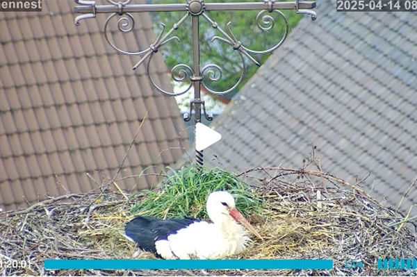 Storchennest Otterwisch 2025 Webcam