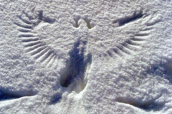 Tierspuren in Eis und Schnee Welche Abdrücke gehören zu wem?