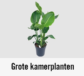 Grote kamerplanten | HORNBACH 