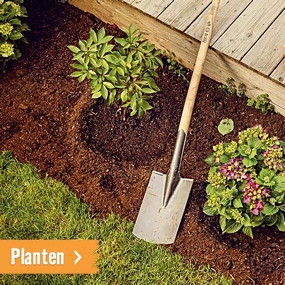 Planten | HORNBACH