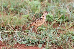 Sidamospornlerche in Äthiopien. – Foto: Birdlife/Paul Donald