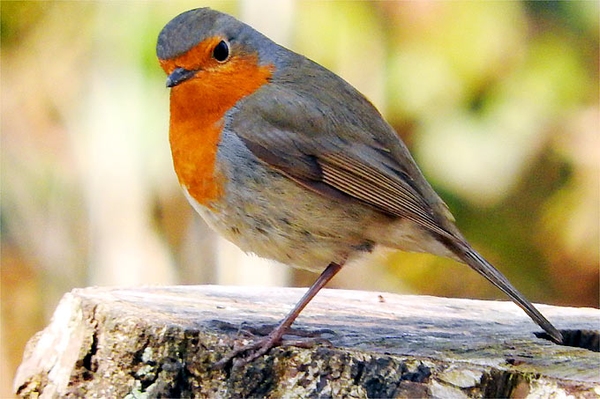 Mitmachen und Vögel zählen Vom 9. bis 11. Mai findet die Stunde der Gartenvögel statt