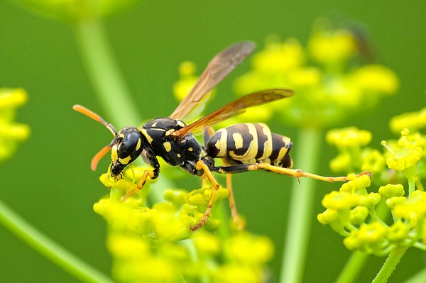 Wespen und Hornissen unterscheiden NABU klärt Fragen rund um nützliche Helfer