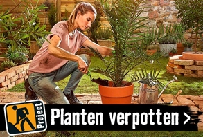 Planten verpotten | HORNBACH