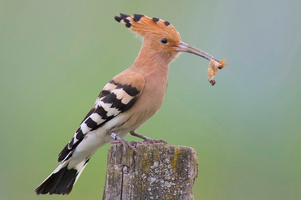 Wiedehopf zurück im Südwesten Der Vogel des Jahres braucht Hilfe