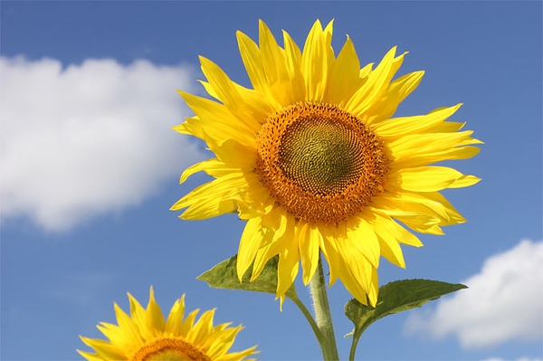 Gärtnern unter neuen Bedingungen Tipps für den klimaangepassten Garten