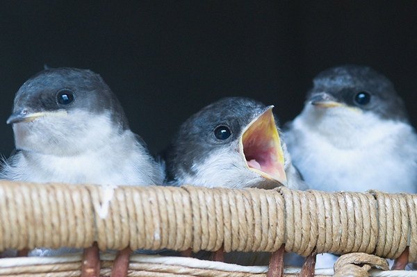 Unsere Schwalben brauchen Sie! Mehr Nistmöglichkeiten