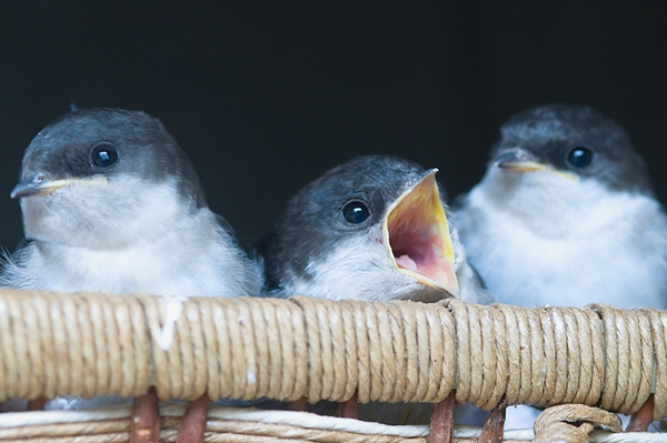 Unsere Schwalben brauchen Sie! Mit Ihrer Hilfe neue Nistmöglichkeiten für Schwalben