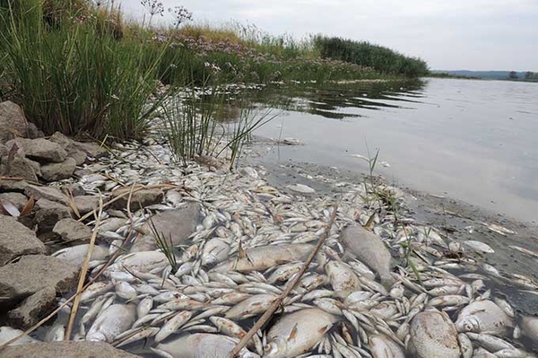 Erneut tote Fische in der Oder entdeckt Wiederholt sich das Fischsterben von 2022?