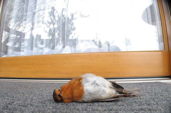 Vogelschlag an Glasscheiben 22.4.2025: Online-Kurs zum praktischen Vogelschutz