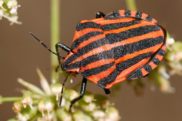 So sehen Gewinner aus Tipps zur Insektenbeobachtung