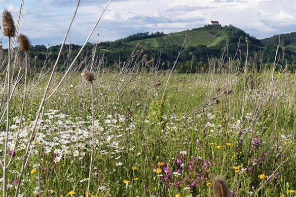 Ökologische Vorrangflächen erhalten Ohne Biodiversität keine Ernährungssicherheit