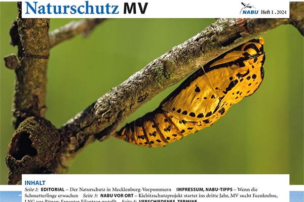 NABU-Magazin „Naturschutz MV“ Das Mitgliederblatt des NABU Mecklenburg-Vorpommern