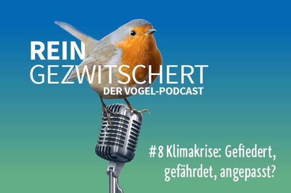 Reingezwitschert – der NABU-Vogelpodcast Siebte Folge: Eier und Gelege – Ei, Ei, Ei, wer brütet da?
