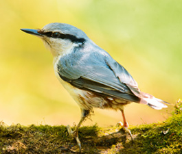 Alles für Vögel