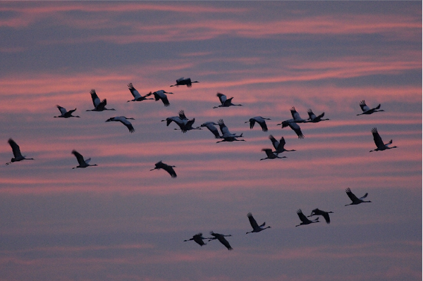 Vogelzug im Herbst