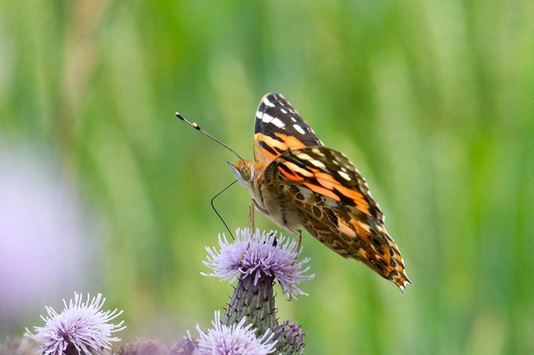 Distelfalter Tipps zur Insektenbeobachtung im Juni