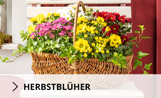 Herbstblüher