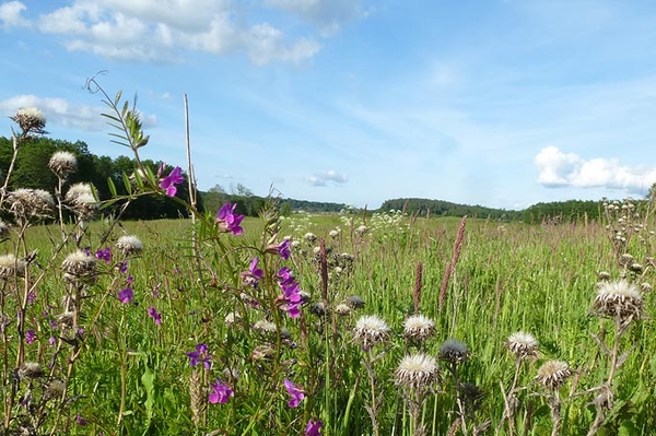 EU-Biodiversitätsstrategie: Blaupause für Schutz des Planeten Jetzt müssen wirksame Maßnahmen in Deutschland folgen