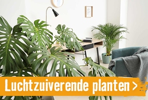 Luchtzuiverende planten l HORNBACH