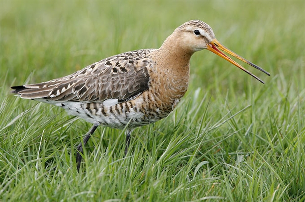 EU verklagt Deutschland NABU fordert verbesserten Vogelschutz in Ostfriesland